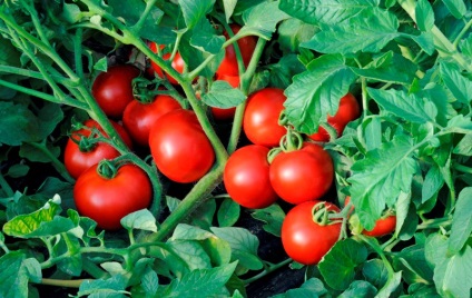 Tomate solerosso f1 (50 poze) O descriere tomate, recenzii, video