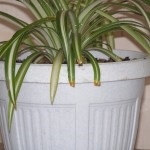 de îngrijire la domiciliu Chlorophytum (foto), reproducerea, transplantul