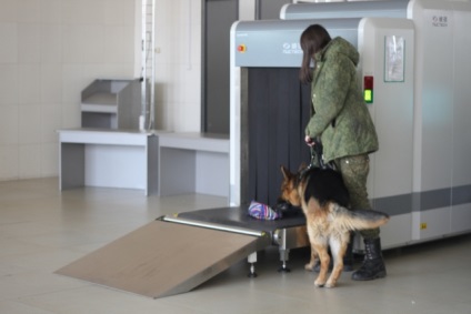 Tailed „loc de muncă, sau de ce câinii au nevoie de la vamă - Munca - Stiri din Blagoveshchensk, Amur