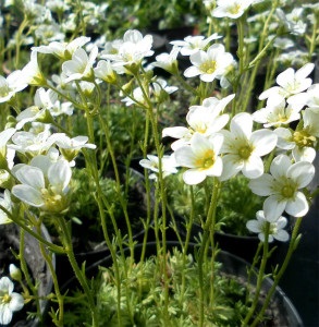 Cerastium biebersteinii fotografie, cultivare, de plantare și îngrijire