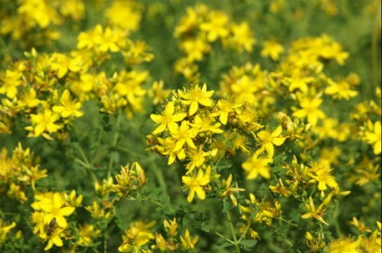 Sunătoare (Hypericum perforatum)