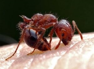 Alergică la înțepătura unei furnici (hipersensibilitate umană) Alergic la musca furnică