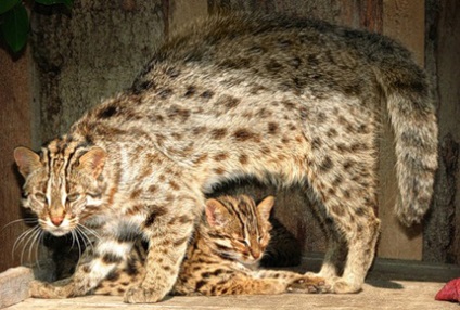 pisica leopard Amur, un blog despre viata pisici catstoday (pisica leopard Amur) pisica leopard Amur, un blog despre pisici catstoday viata