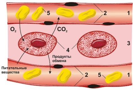 Anatomia și fiziologia umană (anatomia și fiziologia. Mediul intern al corpului) Anatomie și fiziologie