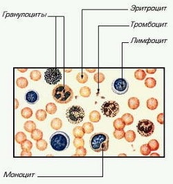 Anatomia și fiziologia umană (anatomia și fiziologia. Mediul intern al corpului) Anatomie și fiziologie