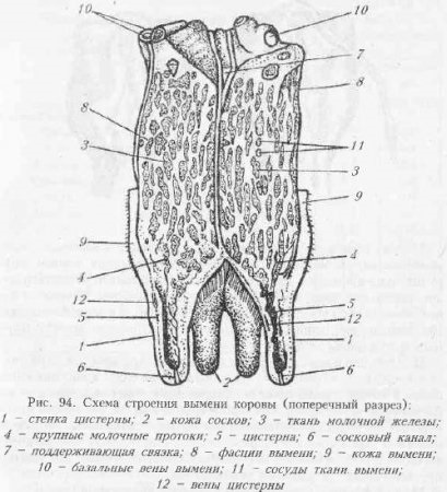Anatomia și fiziologia animalelor de san - toate de Medicina Veterinara (glandă) Anatomia și fiziologia animalelor de san - toate de Medicina Veterinara