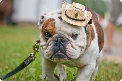 Engleză buldog, fotografii bulldog (English Bulldog) buldog engleză, fotografii Bulldog