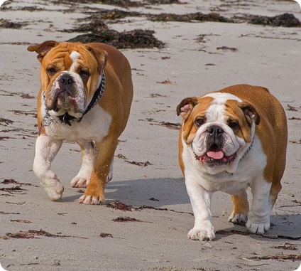 Engleză imagini bulldog bulldog (fotografii bulldog) buldog engleză, fotografii Bulldog