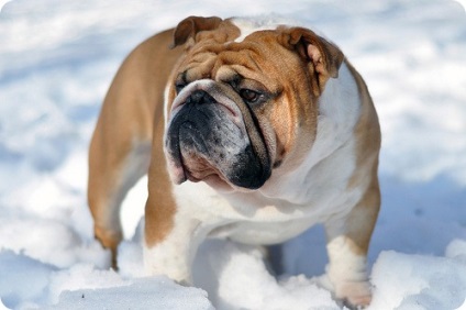 Engleză imagini bulldog bulldog (fotografii bulldog) buldog engleză, fotografii Bulldog