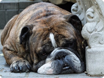 Engleză imagini bulldog bulldog (fotografii bulldog) buldog engleză, fotografii Bulldog