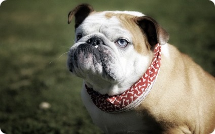 buldog engleză, fotografii Bulldog (Bulldog) buldog engleză, fotografii Bulldog