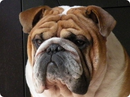 buldog engleză, fotografii Bulldog (Bulldog) buldog engleză, fotografii Bulldog