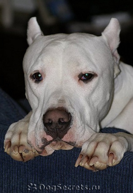 Dogo Argentino descriere rasa, caini, poze cu natura, prețul (câine) Dogo Argentino descriere rasa, caini, poze cu natura, pret