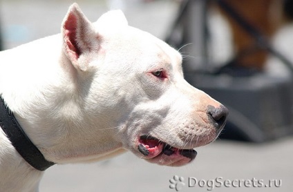 Dogo Argentino descriere rasa, caini, poze cu natura, pret (Dogo Argentino: descriere rasa) Dogo Argentino descriere rasa, caini, poze cu natura, pret
