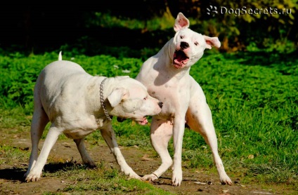 Dogo Argentino descriere rasa, caini, poze cu natura, prețul (câine) Dogo Argentino descriere rasa, caini, poze cu natura, pret