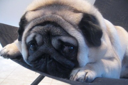 Boli pugs si simptomele lor (boala) Boli Pugs si simptomele lor