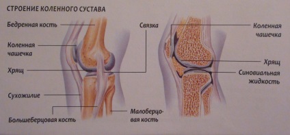 patelară Sore în flexie de ce (flexie) patelară Sore în flexie de ce