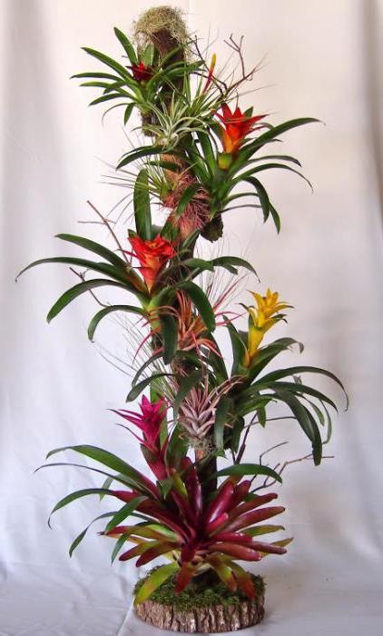 Bromelide Prezentare generală a plantelor, caracteristici și cerințe de îngrijire (cerințe) Bromeliads prezentare generală a plantelor, caracteristici, precum și cerințele de îngrijire