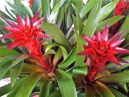 Bromelide Prezentare generală a plantelor, caracteristici și cerințe de îngrijire (cerințe) Bromeliads prezentare generală a plantelor, caracteristici, precum și cerințele de îngrijire