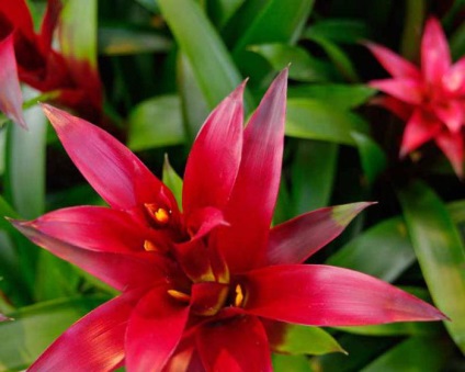 Bromelide Prezentare generală a plantelor, caracteristici și cerințe de îngrijire (plante) Bromeliads prezentare generală a plantelor, caracteristici, precum și cerințele de îngrijire