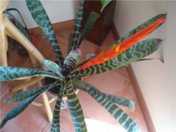 Bromeliads de îngrijire în floare fotografie acasă (ehmeya) Bromeliads de îngrijire de flori în fotografie acasă