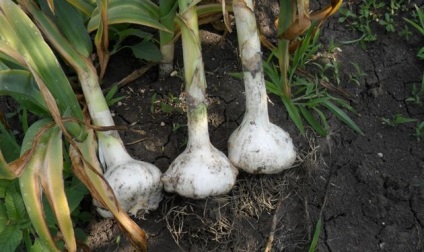 usturoi românesc sau elefant (gustul de aroma de ceapa) usturoi sau elefant română