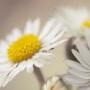 Ceea ce face yoga și cum să schimbe viața unei persoane (da) Ceea ce face yoga și cum să schimbe viața unei persoane