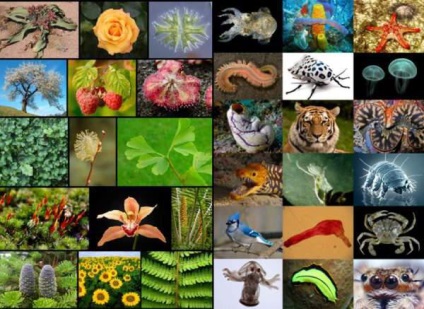 Ce este taxonomia in biologie Biologie sistematicii de plante (plante) Ce este taxonomie în biologie biologie a plantelor sistematici