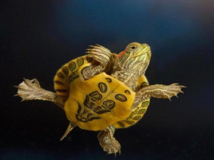 Decorative Krasnouhov broască țestoasă de îngrijire specială (decorative Krasnouhov Turtle) Decorative Krasnouhov broască țestoasă de îngrijire specială