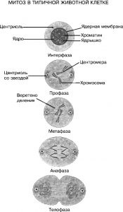 Celulele care se divid (celule) diviziunea celulara