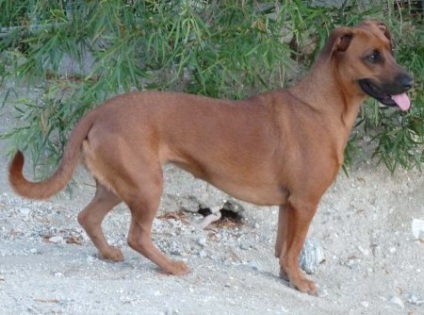 caine Designer rasa - cel mai bun de @ (proiectant) caine Designer rasa - cel mai bun de @