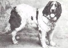 molosoid - lumea animală (adesea menționată ca germană) molosoid - Lumea animalelor