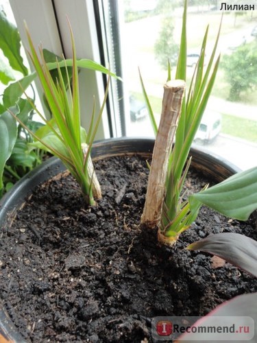 Dracaena Dracaena marginata - «am făcut-o! Sau un astfel de copac nimeni altcineva acolo (există (Dracaena) Dracaena Dracaena marginata - «am făcut-o! Sau un astfel de copac nimeni altcineva acolo (acolo