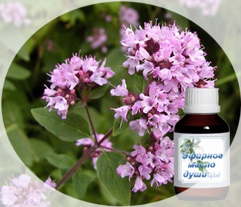Ulei esențial de oregano - utilizare, proprietăți și aplicații (oregano) Uleiul esential de oregano - utilizare, proprietăți și aplicații