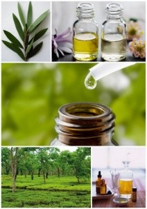 Ulei esential de arbore de ceai sudoare, chiparos, bergamot (oală ulei esențial) Ulei esential de ceai sudoare copac, chiparos, bergamot