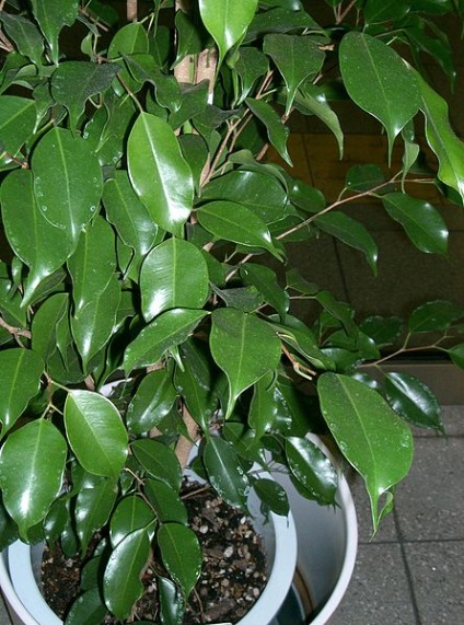 benjamina Ficus (iluminat) Ficus benjamina