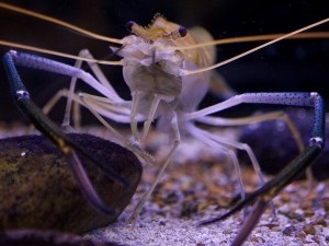 creveți de apă dulce gigant (gigant) creveți de apă dulce gigant