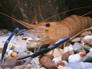 Gigant de apă dulce crevete (apă dulce creveți) creveți de apă dulce gigant