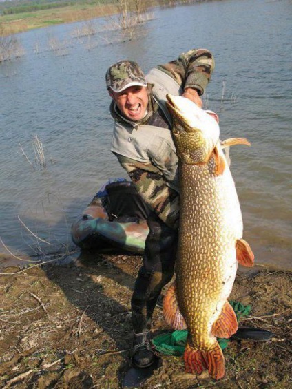 Dimensiune gigant știucă, greutate (stiuca mare prins) dimensiunea știucă gigant, greutate