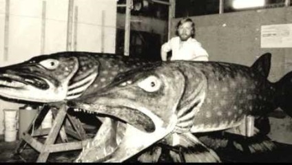 Dimensiunea știucă gigant, greutate (stiuca) dimensiunea știucă gigant, greutate