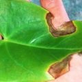 Păcătuind Gloxinia sau tratamentul bolilor și a scăpa de dăunători fotografie (dăunători) Gloxinia Sinning sau tratamentul bolilor și a scăpa de dăunători fotografie