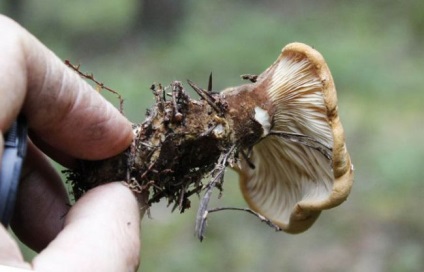 Ciuperci svinushki imagine și descriere, comestibile sau otrăvitoare, subțiri, groase și altele când (fungi) Ciuperci svinushki fotografie și descriere, comestibile sau otrăvitoare, subțire, grăsime, și alte tipuri de când