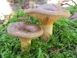 Ciuperci svinushki imagine și descriere, comestibile sau otrăvitoare, subțiri, groase și altele, atunci când (grosime) Ciuperci svinushki fotografie și descriere, comestibile sau otrăvitoare, subțire, grăsime, și alte tipuri de când
