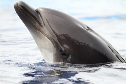 Fapte interesante despre delfini - lumea minunata de animale (animale de companie) Fapte interesante despre delfini - minunata lume a animalelor