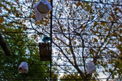 Arta cântă prepeliță (cântând) Arta de prepeliță cântând