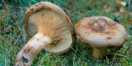 Ce svinushki ciuperci comestibile fotografie și descriere svinushki mici și mari, arin (foto) Ce svinushki ciuperci fotografie și descriere svinushki mici și mari, arin comestibile