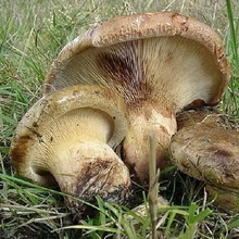Ce svinushki ciuperci comestibile fotografie și descriere svinushki mici și mari, arin (comestibile) Ce svinushki ciuperci fotografie și descriere svinushki mici și mari, arin comestibile