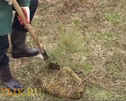 Cum să planteze o pădure de pini de instrucțiuni pas cu pas și fotografii (pin) Cum să planteze o pădure de pini de instrucțiuni pas cu pas și fotografii