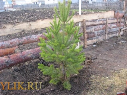 Cum să planteze o pădure de pini de instrucțiuni pas cu pas și fotografii (păduri de plante) Cum să planteze o pădure de pini de instrucțiuni pas cu pas și fotografii