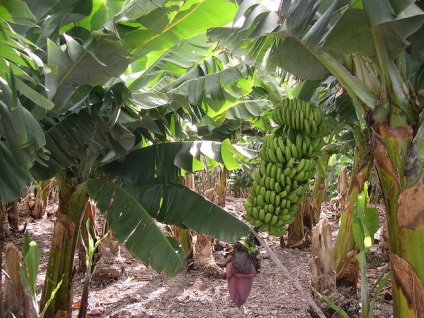 Ca inmulteste banana (banana) Cum propagate banana